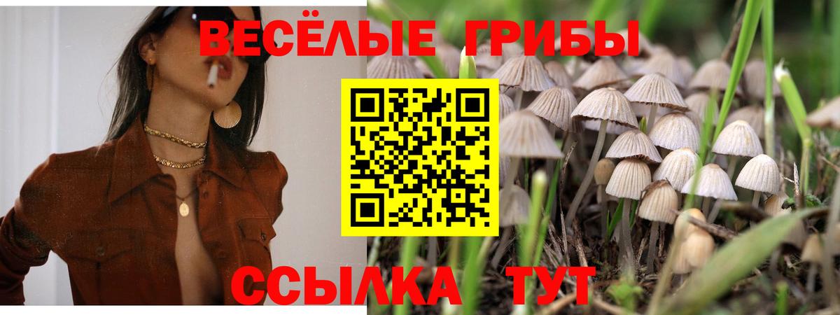 Псилоцибиновые грибы GOLDEN TEACHER  Галлюциногенные грибы Cubensis  Сызрань  Вход с VPN 